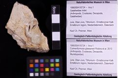 Foto (Objket + Etiketten) von Culmenformosa glaessneri (Robins et al., 2013) 